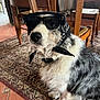 Pouppy participe au concours pour gagner de l'argent avec cette photo : accessory, animal, bandana, black_and_white, carpet, cute, decor, dog, domestic_animal, floor_tile, fur, furniture, household, indoor, pet, portrait, sitting, sunglasses, wooden_chair, wooden_table