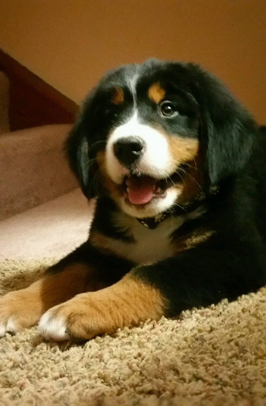 Bandit joined the competition — help win amazing prizes! ball, bernese_mountain_dog, bored, canidae, carnivore, companion_dog, dog, dog_breed, fur, giant_dog_breed, guard_dog, herding_dog, sporting_group, terrestrial_animal, whiskers, working_dog