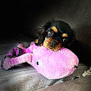 Angie a rejoint le concours — aidez-le/la à gagner de superbes lots ! puppy, dog, stuffed_toy, pink, couch, cozy, cute, pet, animal, fur, soft, indoor, snuggling, toy, black_and_tan, young, adorable, portrait, relaxing, companion