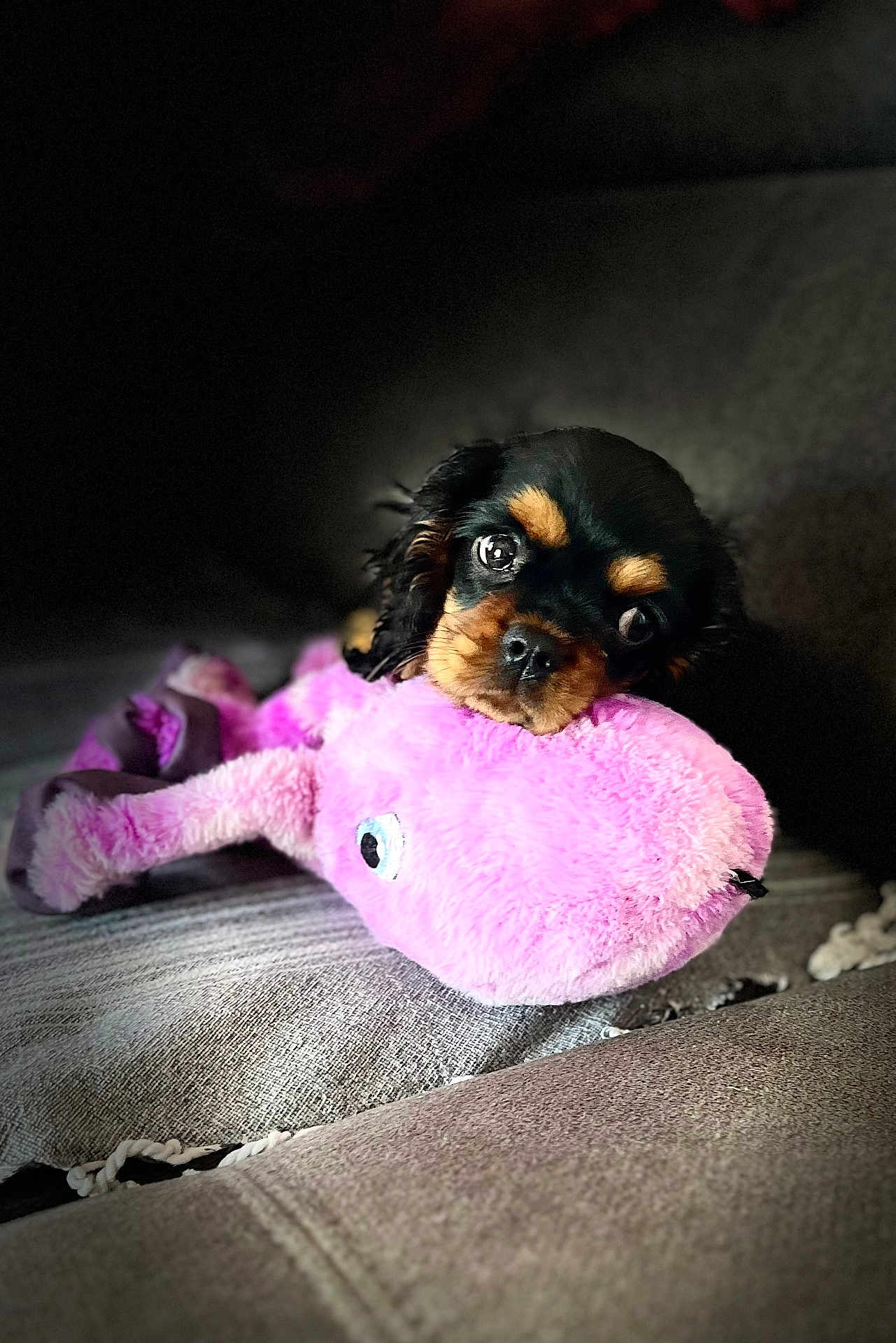 Angie a rejoint le concours — aidez-le/la à gagner de superbes lots ! puppy, dog, stuffed_toy, pink, couch, cozy, cute, pet, animal, fur, soft, indoor, snuggling, toy, black_and_tan, young, adorable, portrait, relaxing, companion