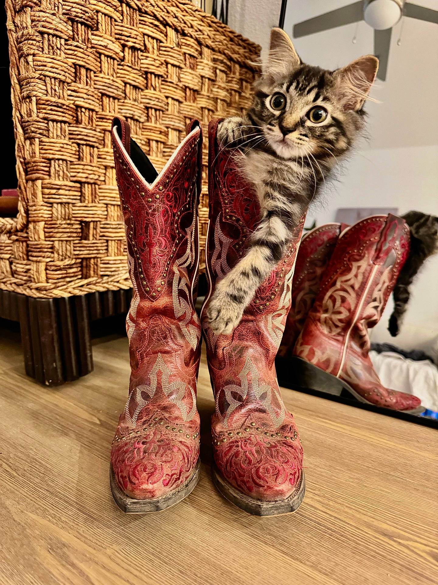 Dolly is registered to the contest to win money with this photo: animal, cat, closeup, cowboy_boots, curious, cute, domestic, floor, furniture, indoor, kitten, mirror, patterned, paw, pet, playful, red_boots, reflection, wooden_floor, woven_chair