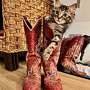 Dolly is registered to the contest to win money with this photo: kitten, cat, cowboy_boots, red_boots, paw, woven_basket, wooden_floor, mirror, reflection, indoor, curious, playful, feline, decor, home, animal, pet, fur, whiskers, ears