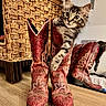 kitten, cat, cowboy_boots, red_boots, paw, woven_basket, wooden_floor, mirror, reflection, indoor, curious, playful, feline, decor, home, animal, pet, fur, whiskers, ears
