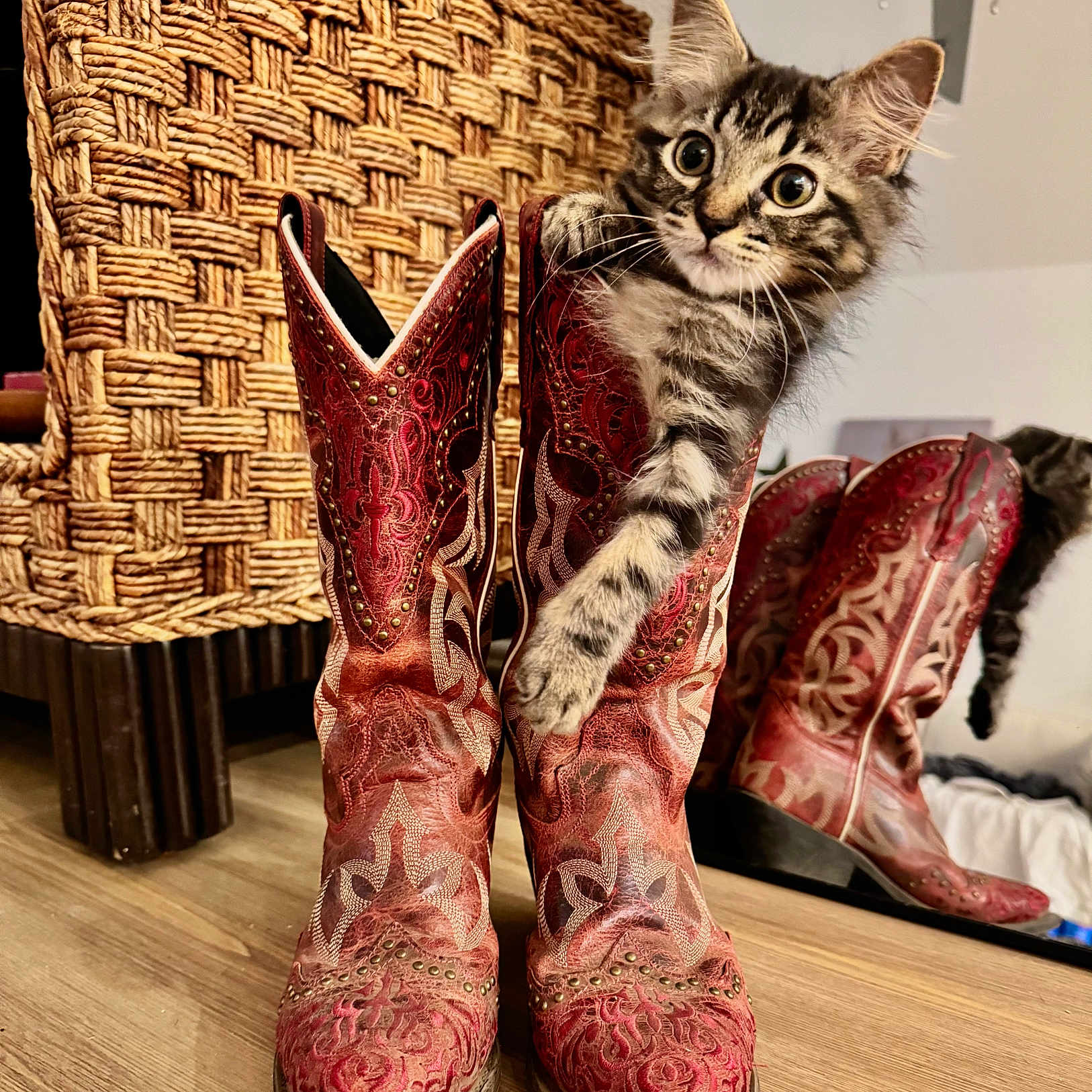 Dolly is registered to the contest to win money with this photo: kitten, cat, cowboy_boots, red_boots, paw, woven_basket, wooden_floor, mirror, reflection, indoor, curious, playful, feline, decor, home, animal, pet, fur, whiskers, ears
