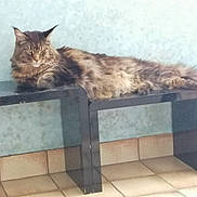 Moka Du Horse Maine a rejoint le concours — aidez-le/la à gagner de superbes lots ! cat, fluffy, bench, indoor, tile_floor, feline, pet, resting, long_hair, brown, black, animal, relaxed, looking, ears, whiskers, tail, fur, laying, domestic_cat