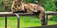 Moka Du Horse Maine participe au concours pour gagner de l'argent avec cette photo : cat, fluffy, bench, garden, grass, wooden_bench, greenery, flowers, outdoor, pet, feline, relaxed, nature, animal, resting, fur, tail, daylight, peaceful, mammal
