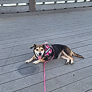 Stella is registered to the contest to win money with this photo: dog, canine, pet, leash, harness, wooden_deck, outdoor, tongue_out, resting, black_and_tan, fence, water, happy, animal, summer, daytime, nature, companion, cute, relaxed