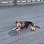 dog, canine, pet, leash, harness, wooden_deck, outdoor, tongue_out, resting, black_and_tan, fence, water, happy, animal, summer, daytime, nature, companion, cute, relaxed