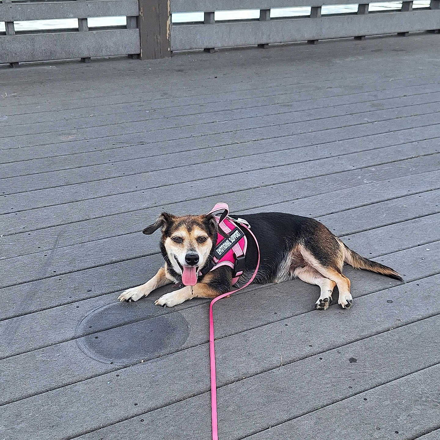 Stella is registered to the contest to win money with this photo: animal, black_and_tan, canine, companion, cute, daytime, dog, fence, happy, harness, leash, nature, outdoor, pet, relaxed, resting, summer, tongue_out, water, wooden_deck