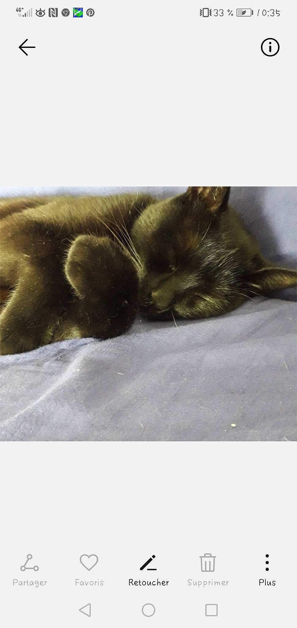 Yoyo a rejoint le concours — aidez-le/la à gagner de superbes lots ! black_cat, burmese, carnivore, cat, fawn, felidae, fur, kitten, nap, sleep, small_to_medium_sized_cats, snout, tail, whiskers