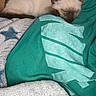 Blue is registered to the contest to win money with this photo: cat, kittens, siamese_cat, sleeping, sleepy, resting, lying_down, pets, animal, feline, fur, cream_fur, dark_points, blue_eyes, blanket, turquoise, bed, cozy, indoors, cute