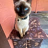 cat, siamese_cat, blue_eyes, pet, collar, bell, sitting, portrait, close_up, fur, whiskers, pointed_ears, indoor, outdoor, stool, chair, floral_pattern, pink_wall, concrete_floor, animal_photography