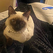 Blue is registered to the contest to win money with this photo: cat, siamese_cat, pet, feline, blue_eyes, collar, pearl_necklace, whiskers, ears, fur, cream_fur, dark_face, portrait, closeup, indoor, bed, blanket, cozy, grooming_comb, lounging