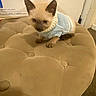Blue is registered to the contest to win money with this photo: cat, kitten, siamese_cat, blue_sweater, sweater, pet, animal, sitting, ottoman, furniture, indoor, home, portrait, fluffy, short_hair, pointed_ears, paws, cream_fur, brown_markings, copy_paper