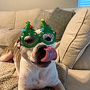 Niko is registered to the contest to win money with this photo: blanket, brown, canine, christmas, comfortable, couch, cozy, cute, decor, dog, festive, glasses, holiday, home, indoor, licking, pet, relaxed, tongue, white