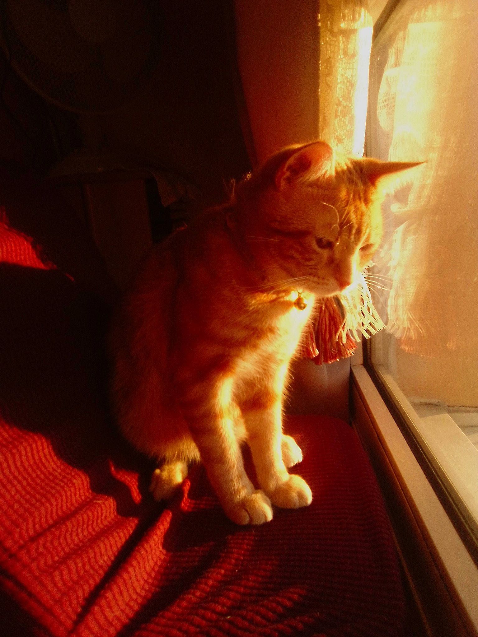 Simba participe au concours pour gagner de l'argent avec cette photo : carnivore, cat, chair, comfort, eye, fawn, felidae, floor, flooring, fur, hardwood, human_leg, orange, small_to_medium_sized_cats, snout, tail, tints_and_shades, whiskers, window, wood