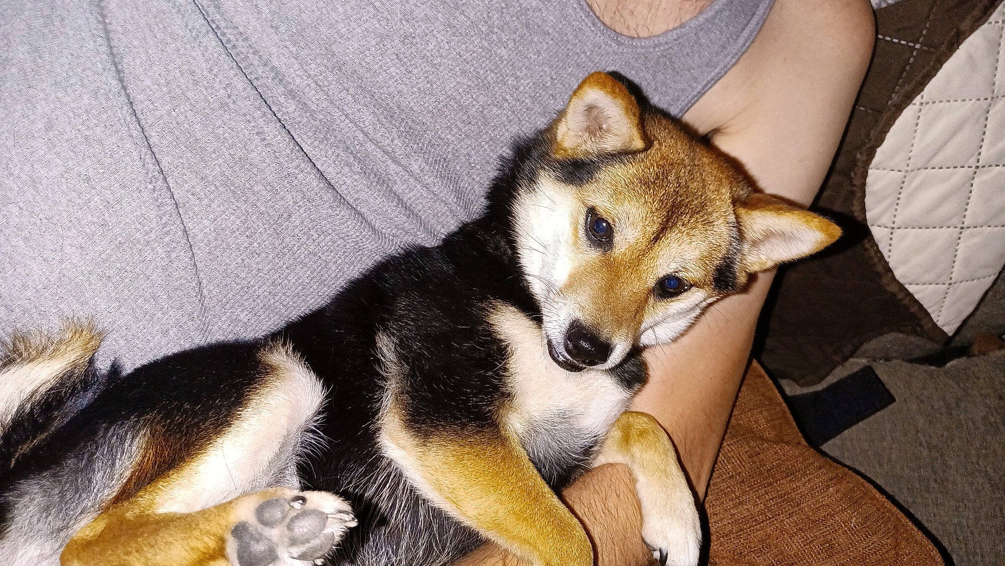 Daisy is registered to the contest to win money with this photo: ancient_dog_breeds, canidae, canis, carnivore, dog, dog_breed, east_siberian_laika, fawn, mammal, non_sporting_group, norwegian_lundehund, rare_breed_dog, shiba_inu, shikoku, sulimov_dog, vertebrate, wolfdog