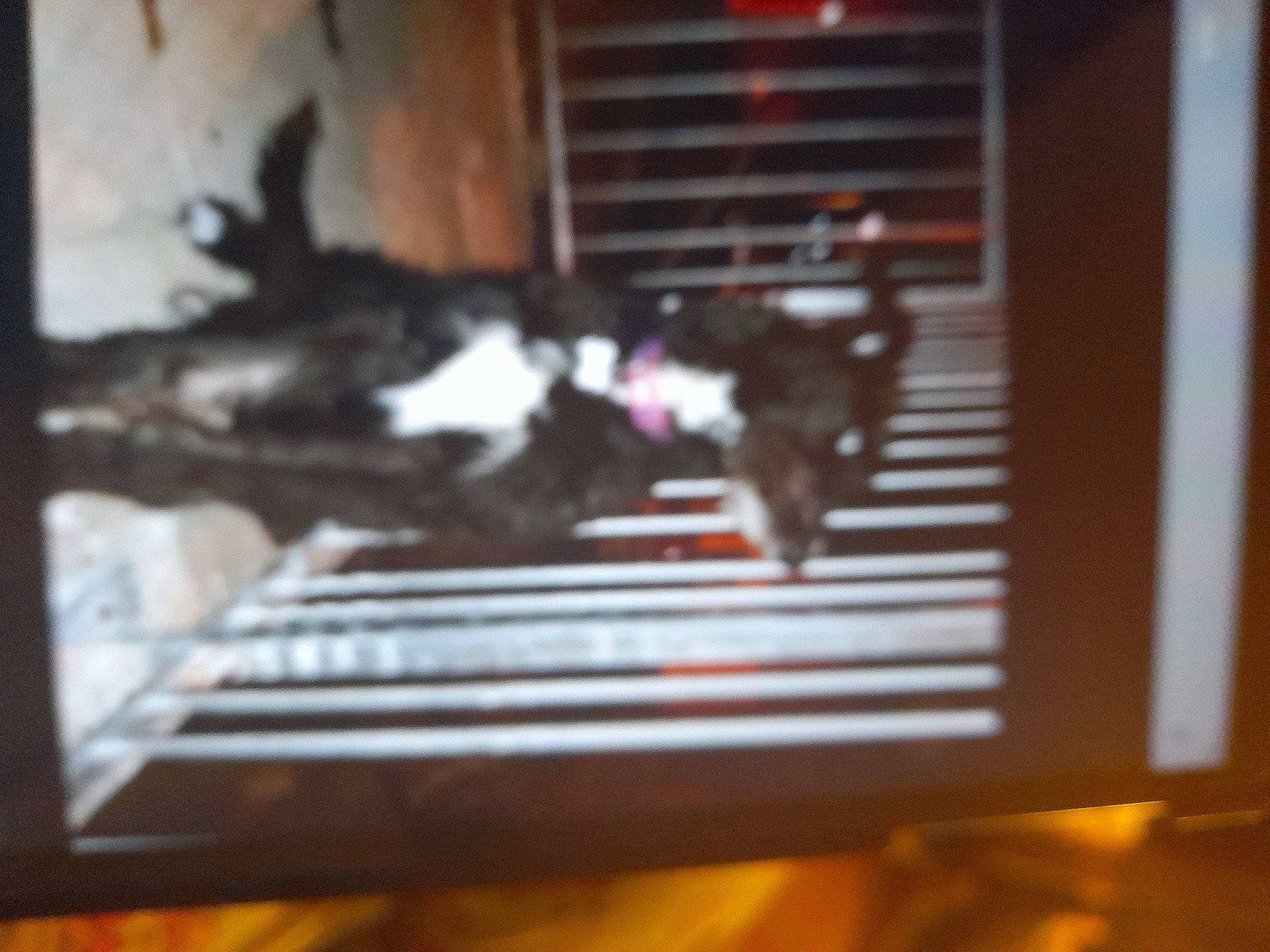 Candy joined the competition — help win amazing prizes! canidae, carmine, carnivore, cat, darkness, display_device, felidae, flooring, font, fur, hardwood, heat, room, shadow, small_to_medium_sized_cats, tail, tints_and_shades, visual_arts, whiskers, wood