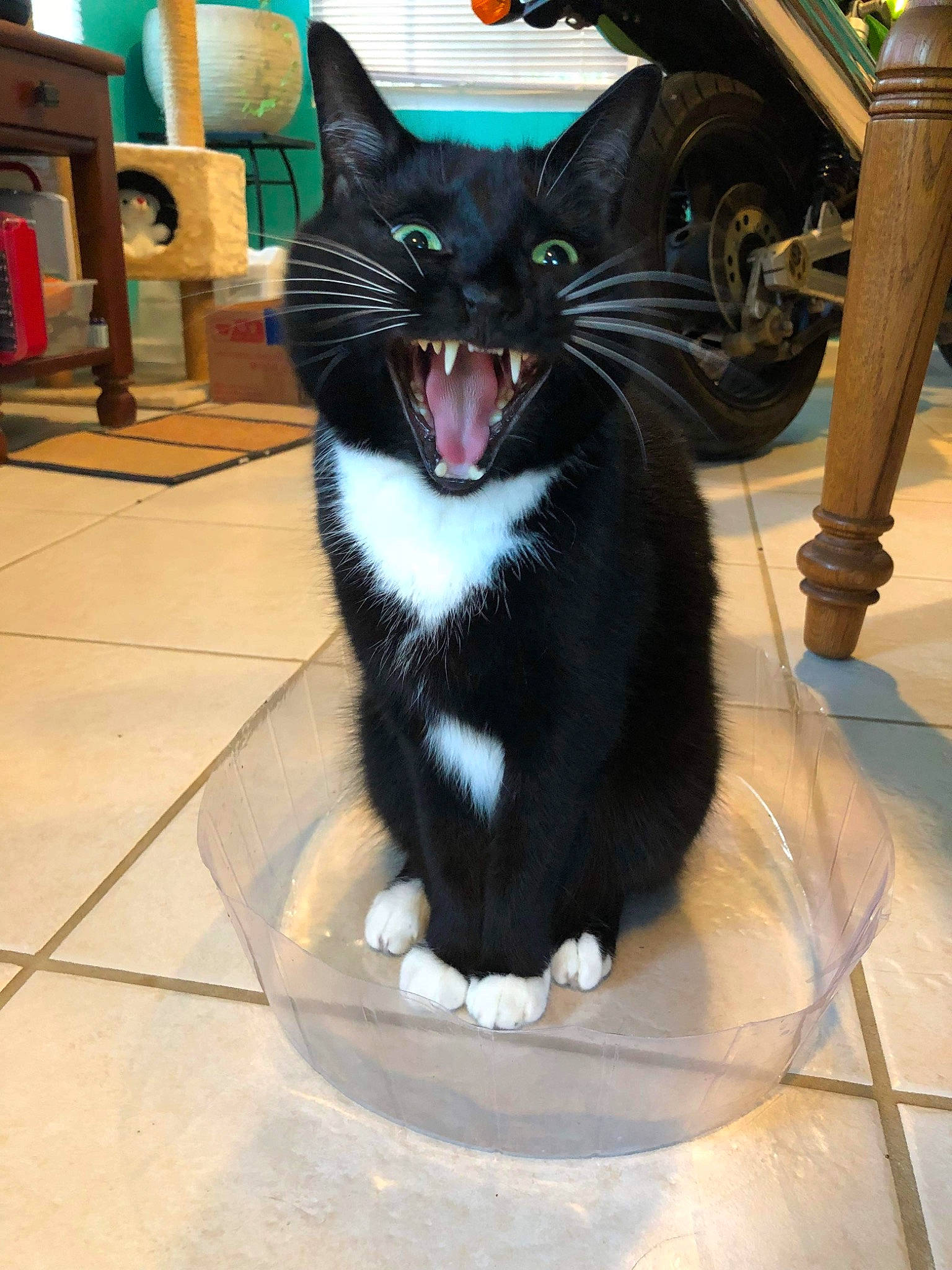 Ozzy is registered to the contest to win money with this photo: automotive_tire, black_cat, carnivore, cat, claw, dog_breed, domestic_short_haired_cat, felidae, flooring, foot, fur, paw, rim, small_to_medium_sized_cats, snout, tail, tire, wheel, whiskers, window