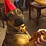 dog, party_hat, brown_coat, collar, indoor, floor, table, chair, hand, holding, pet, animal, furniture, blurred, celebration, cute, domestic, companion, playful, interaction