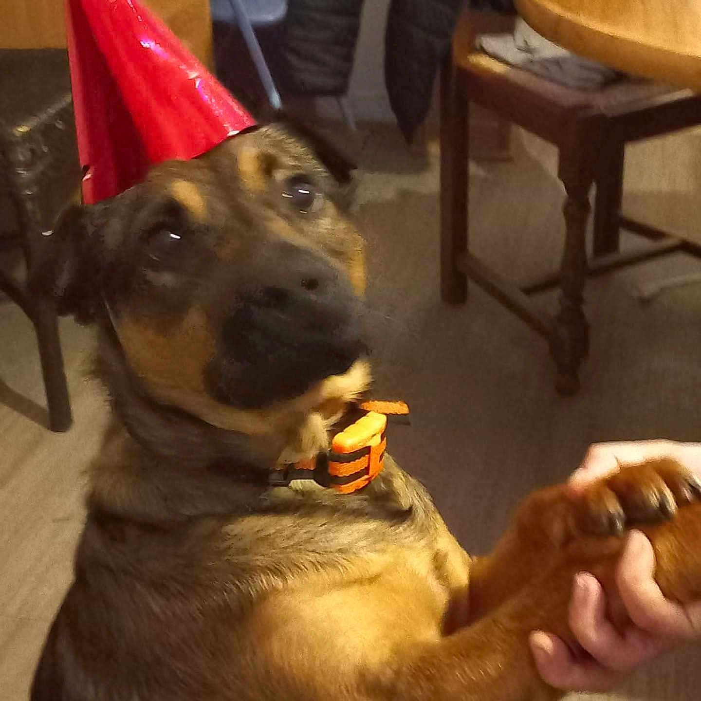 Bandy participe au concours pour gagner de l'argent avec cette photo : animal, blurred, brown_coat, celebration, chair, collar, companion, cute, dog, domestic, floor, furniture, hand, holding, indoor, interaction, party_hat, pet, playful, table