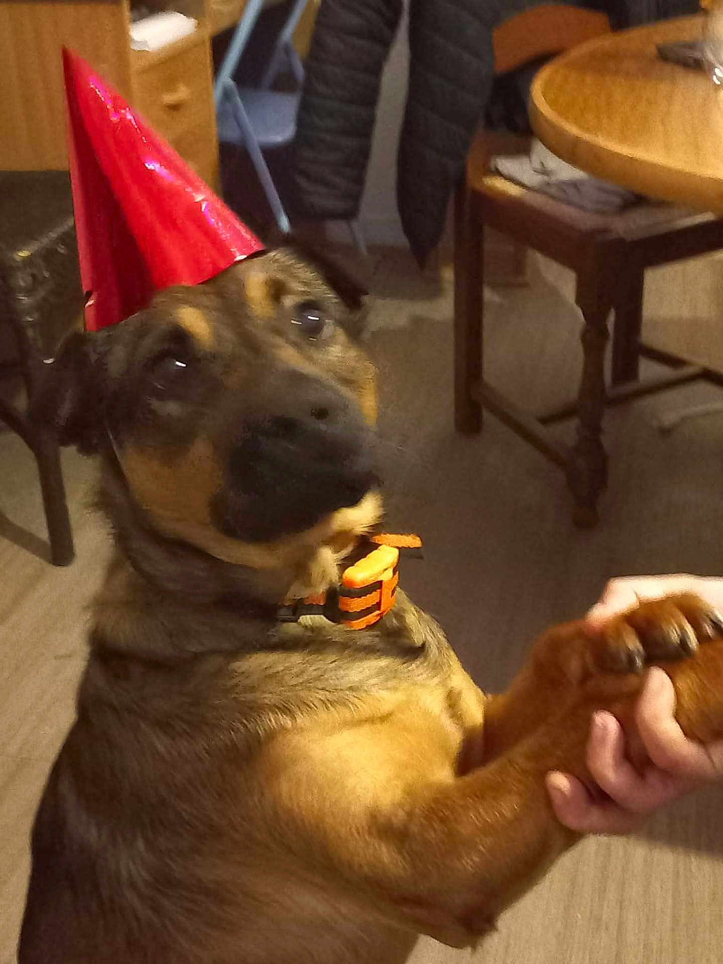 Bandy participe au concours pour gagner de l'argent avec cette photo : dog, party_hat, brown_coat, collar, indoor, floor, table, chair, hand, holding, pet, animal, furniture, blurred, celebration, cute, domestic, companion, playful, interaction