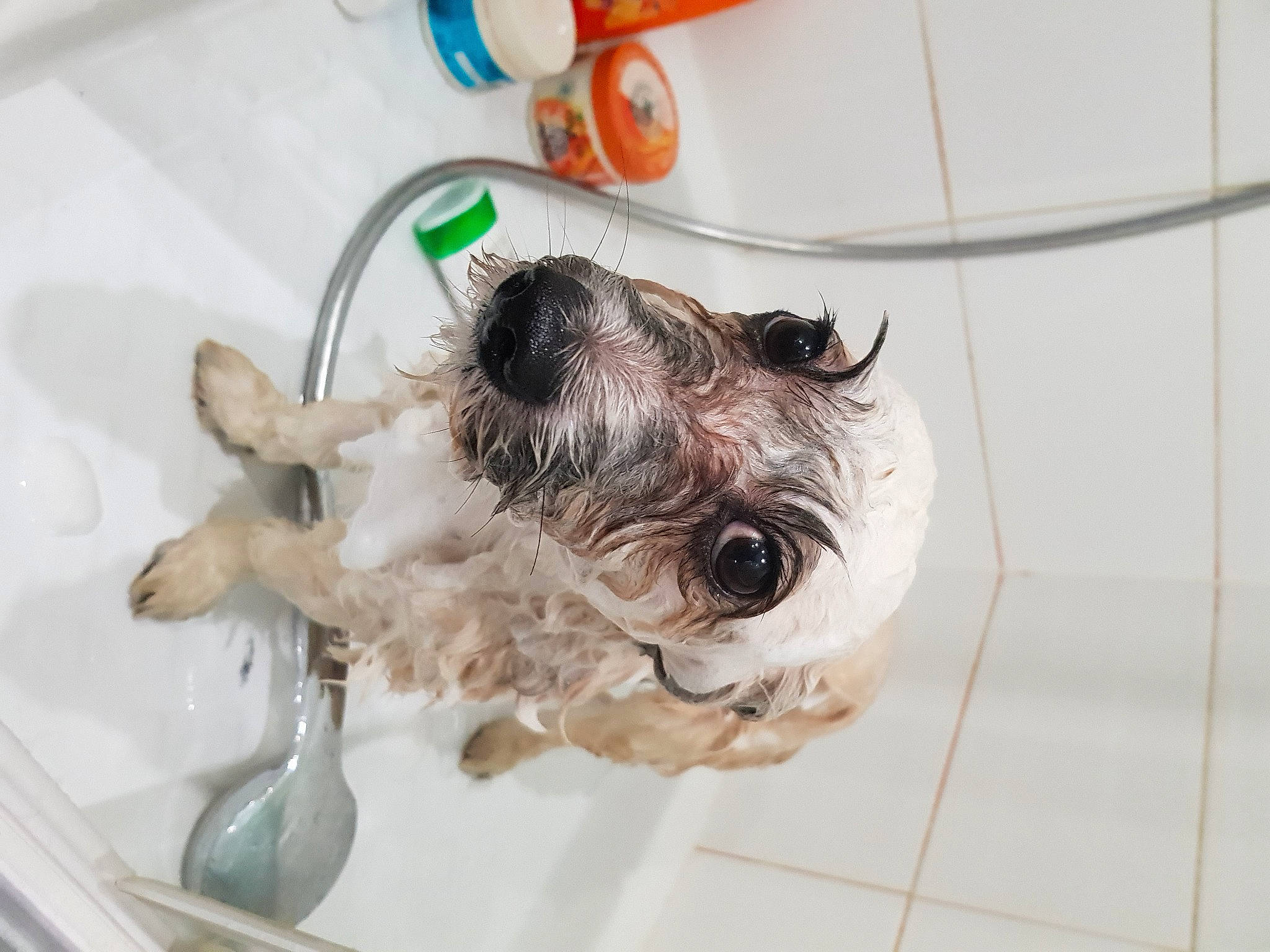 Rex participe au concours pour gagner de l'argent avec cette photo : bathing, canidae, carnivore, companion_dog, dog, dog_breed, ear, havanese, miniature_schnauzer, morkie, non_sporting_group, petit_basset_griffon_vendeen, puppy, schnauzer, schnoodle, shih_tzu, snout, sporting_group, terrier, toy_dog