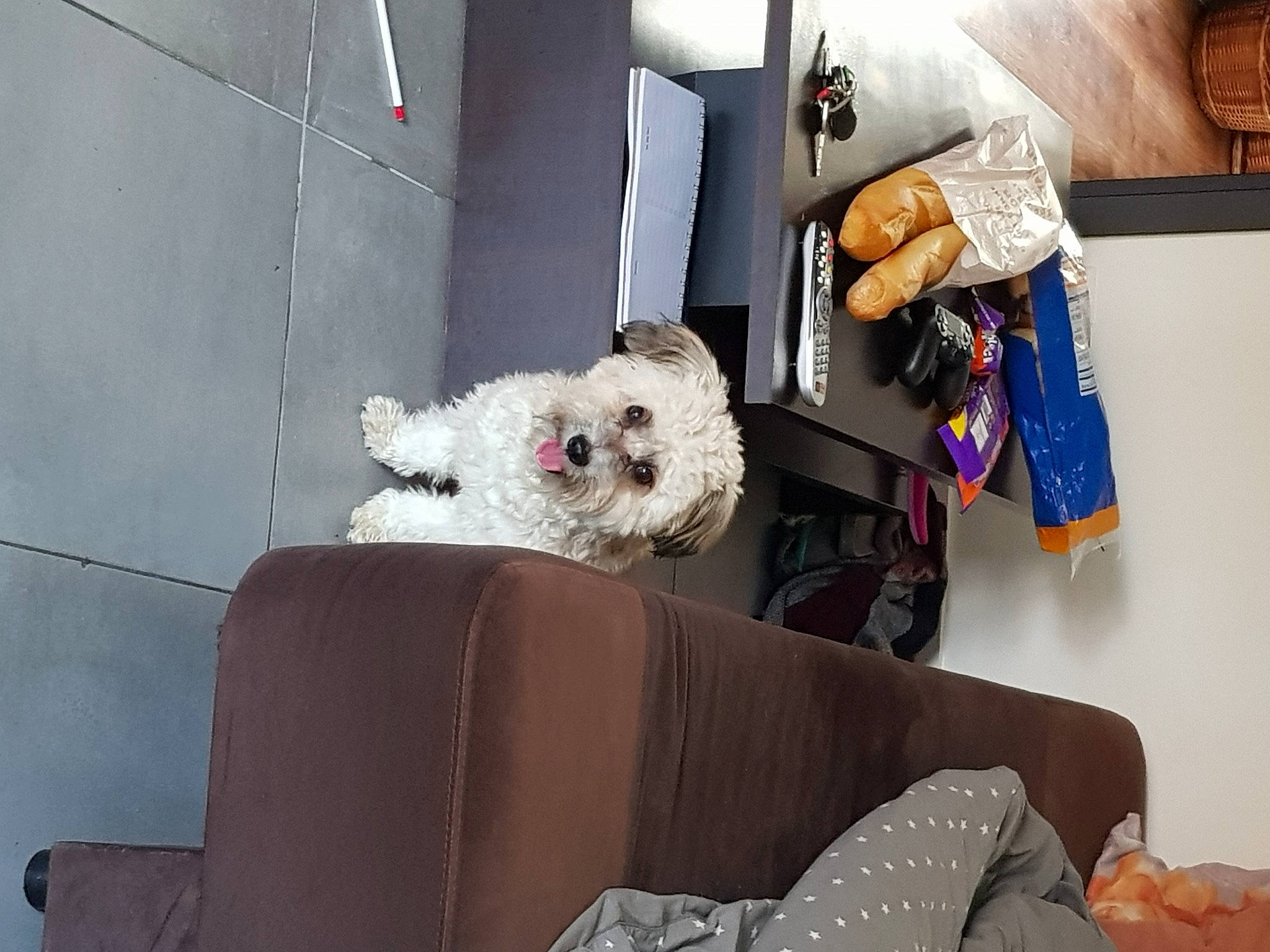 Rex participe au concours pour gagner de l'argent avec cette photo : bichon, bichon_frise, bolognese, canidae, carnivore, cavachon, cockapoo, companion_dog, dog, dog_breed, maltese, mammal, non_sporting_group, poodle, puppy, schnoodle, sealyham_terrier, toy_dog, toy_poodle, west_highland_white_terrier