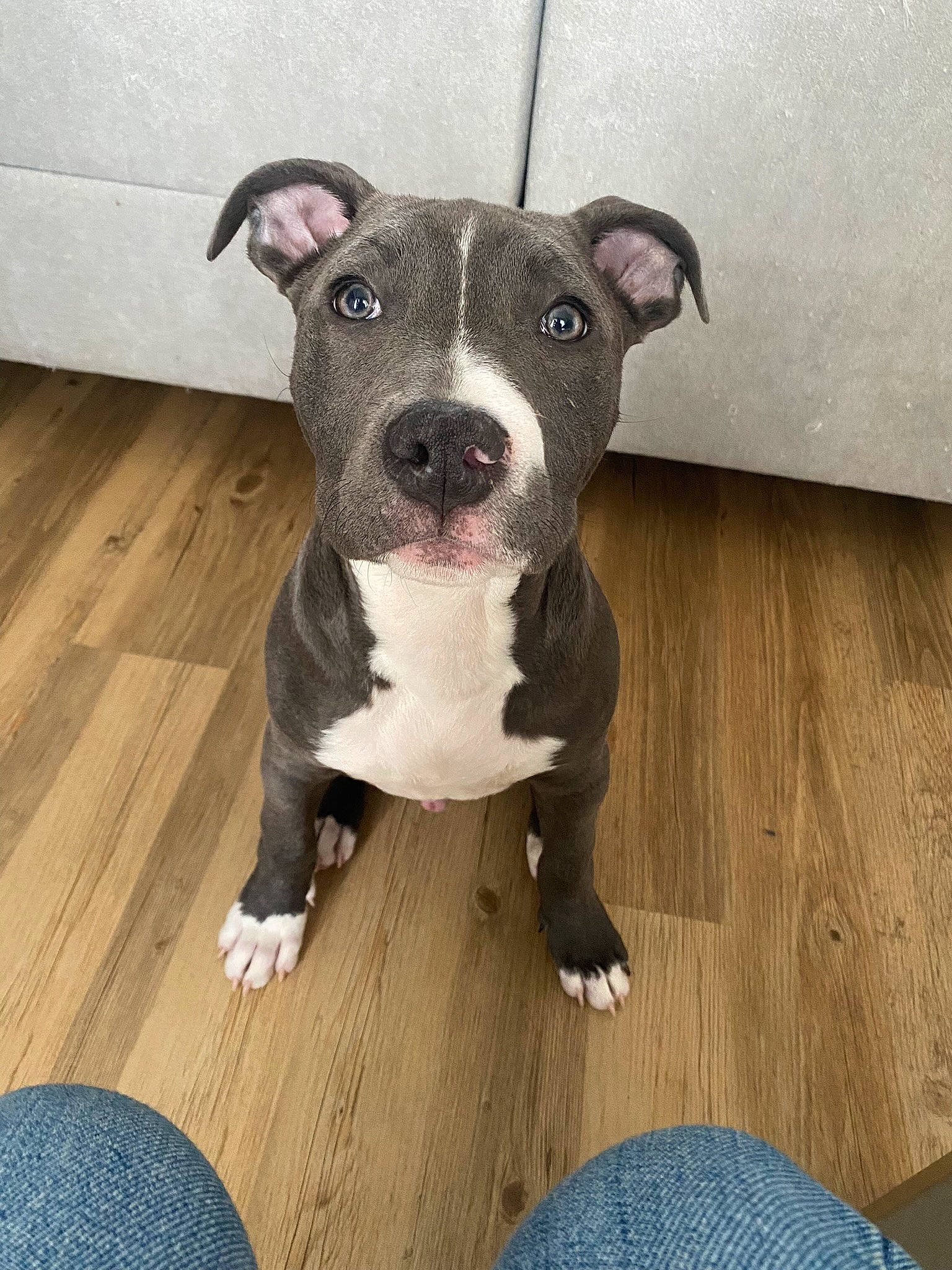 Tao participe au concours pour gagner de l'argent avec cette photo : blue, carnivore, collar, companion_dog, dog, dog_breed, fawn, flooring, grey, hardwood, non_sporting_group, snout, sporting_group, terrestrial_animal, whiskers, wood, wood_flooring, working_animal