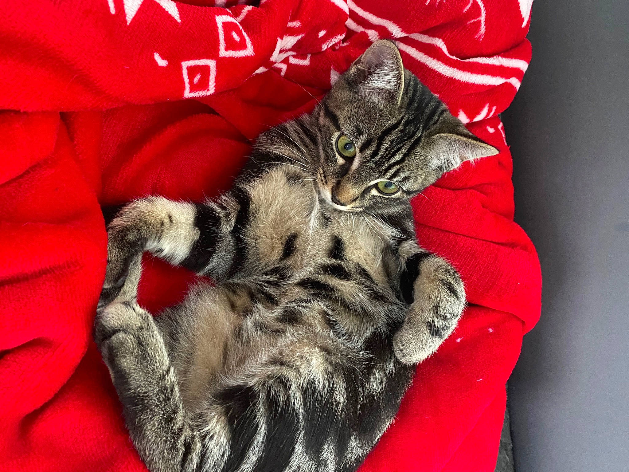 Milo participe au concours pour gagner de l'argent avec cette photo : carmine, carnivore, cat, claw, comfort, domestic_short_haired_cat, felidae, fur, gesture, grey, linens, nap, pattern, paw, sleep, sleeve, small_to_medium_sized_cats, tail, textile, whiskers