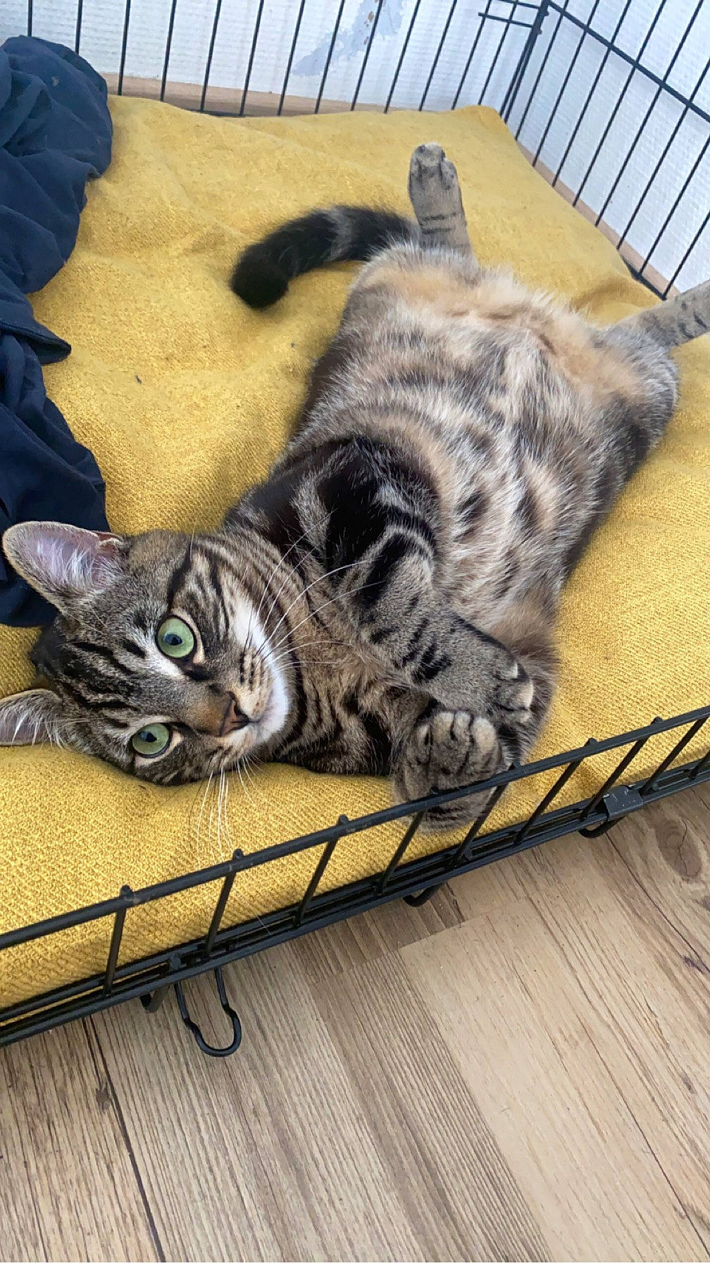 Milo participe au concours pour gagner de l'argent avec cette photo : carnivore, cat, claw, comfort, domestic_short_haired_cat, felidae, flooring, fur, grey, hardwood, mammal, paw, small_to_medium_sized_cats, snout, tail, terrestrial_animal, vertebrate, whiskers, window, wood