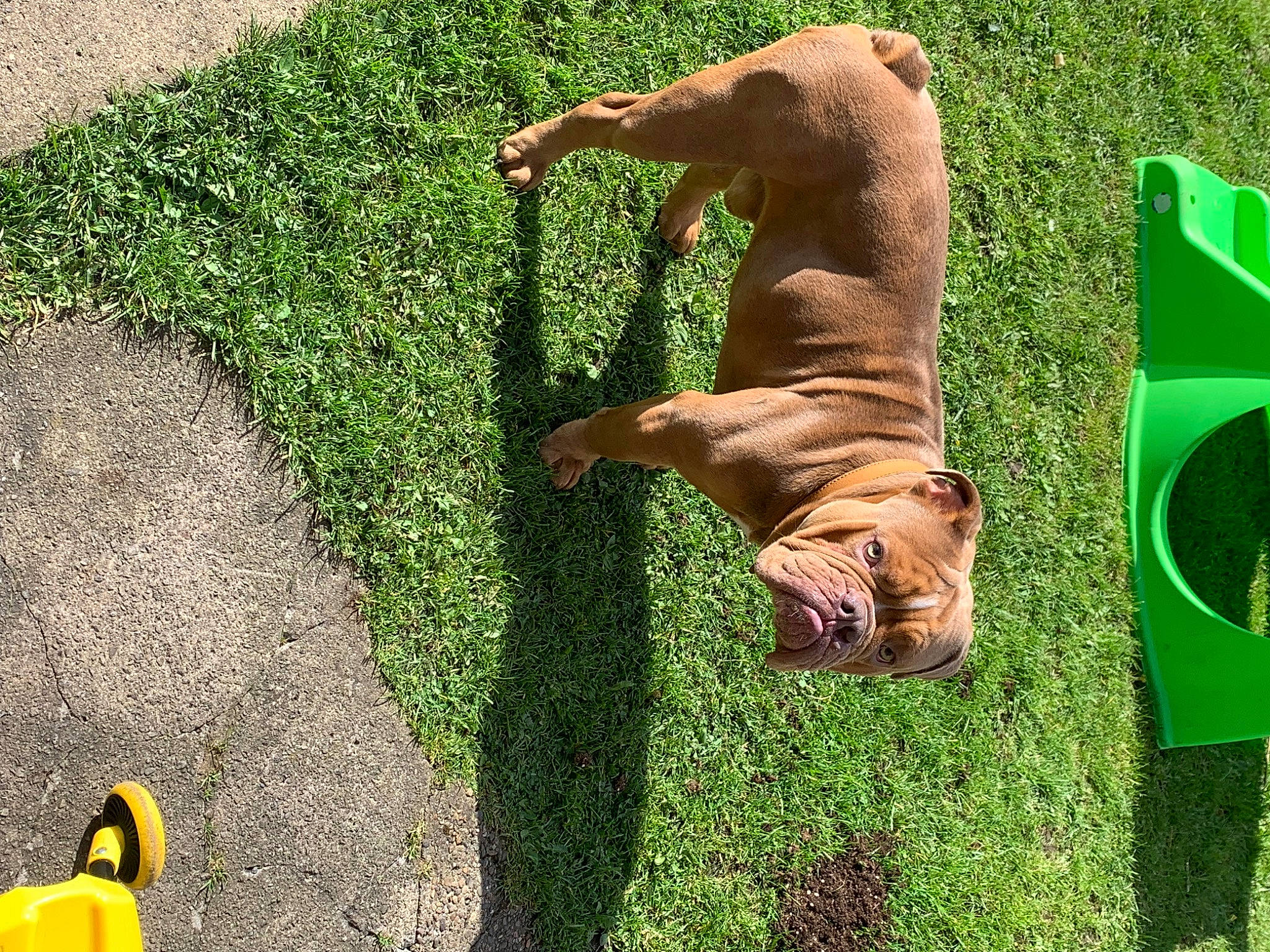 Eddie is registered to the contest to win money with this photo: canidae, carnivore, companion_dog, dog, dog_breed, fawn, grass, grass_family, grassland, green, groundcover, lawn, liver, pasture, people_in_nature, plant, shadow, shrub, sporting_group, tail