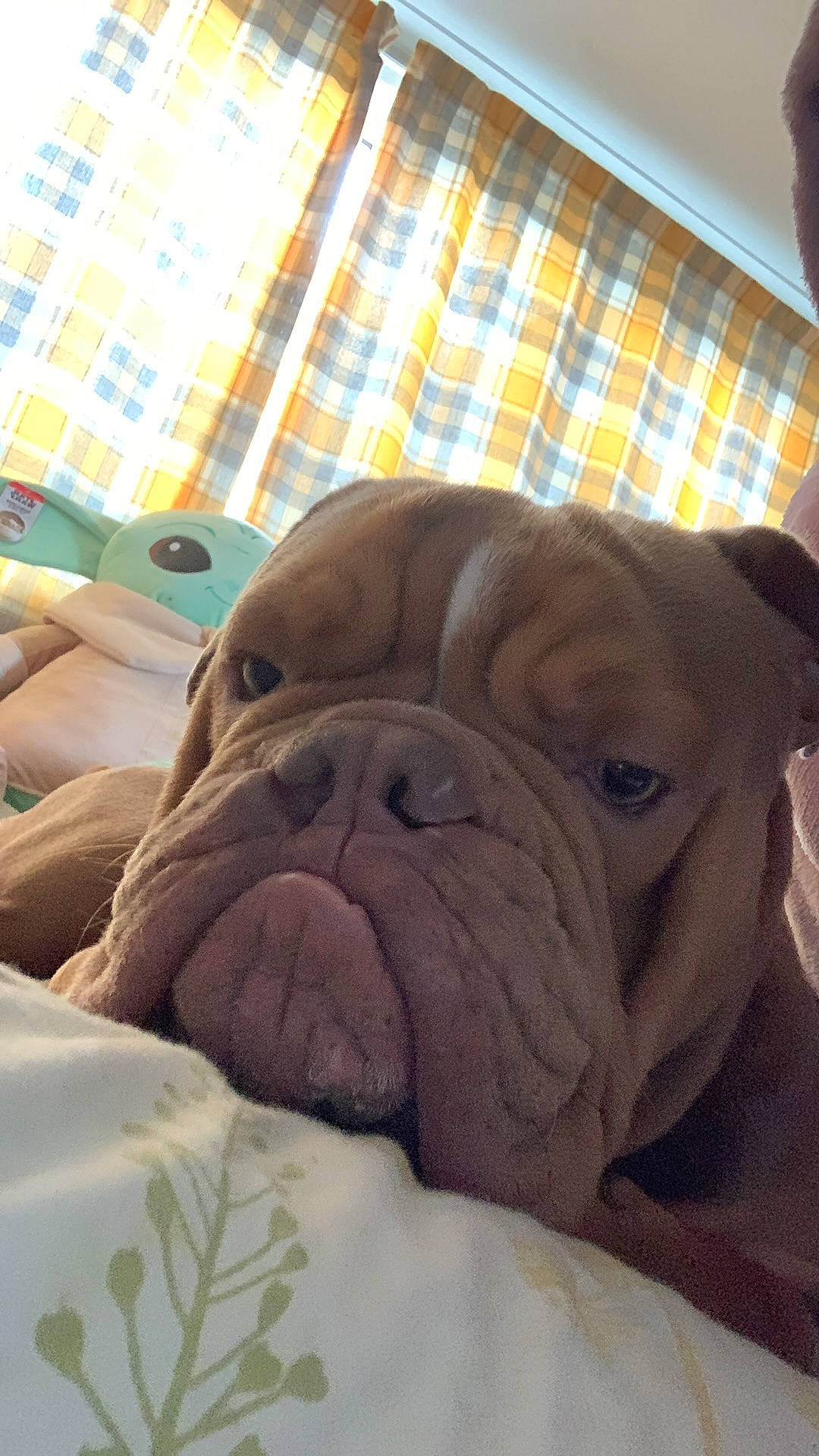 Eddie joined the competition — help win amazing prizes! bulldog, canidae, carnivore, comfort, companion_dog, dog, dog_breed, ear, fawn, liver, molosser, non_sporting_group, snout, sporting_group, tartan, whiskers, white_english_bulldog, window, working_animal, wrinkle