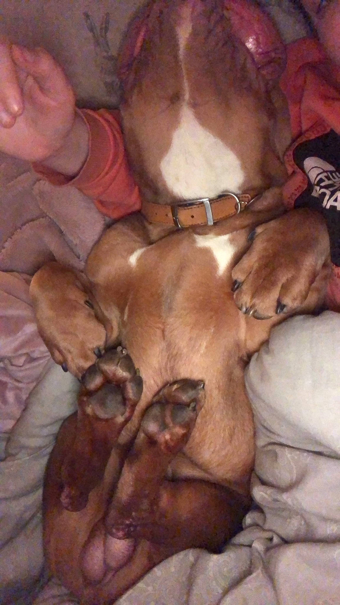 Eddie joined the competition — help win amazing prizes! abdomen, adventure, art, barechested, carnivore, chest, comfort, companion_dog, dog, dog_breed, fawn, flesh, illustration, liver, painting, sporting_group, toy_dog, trunk, visual_arts, working_animal