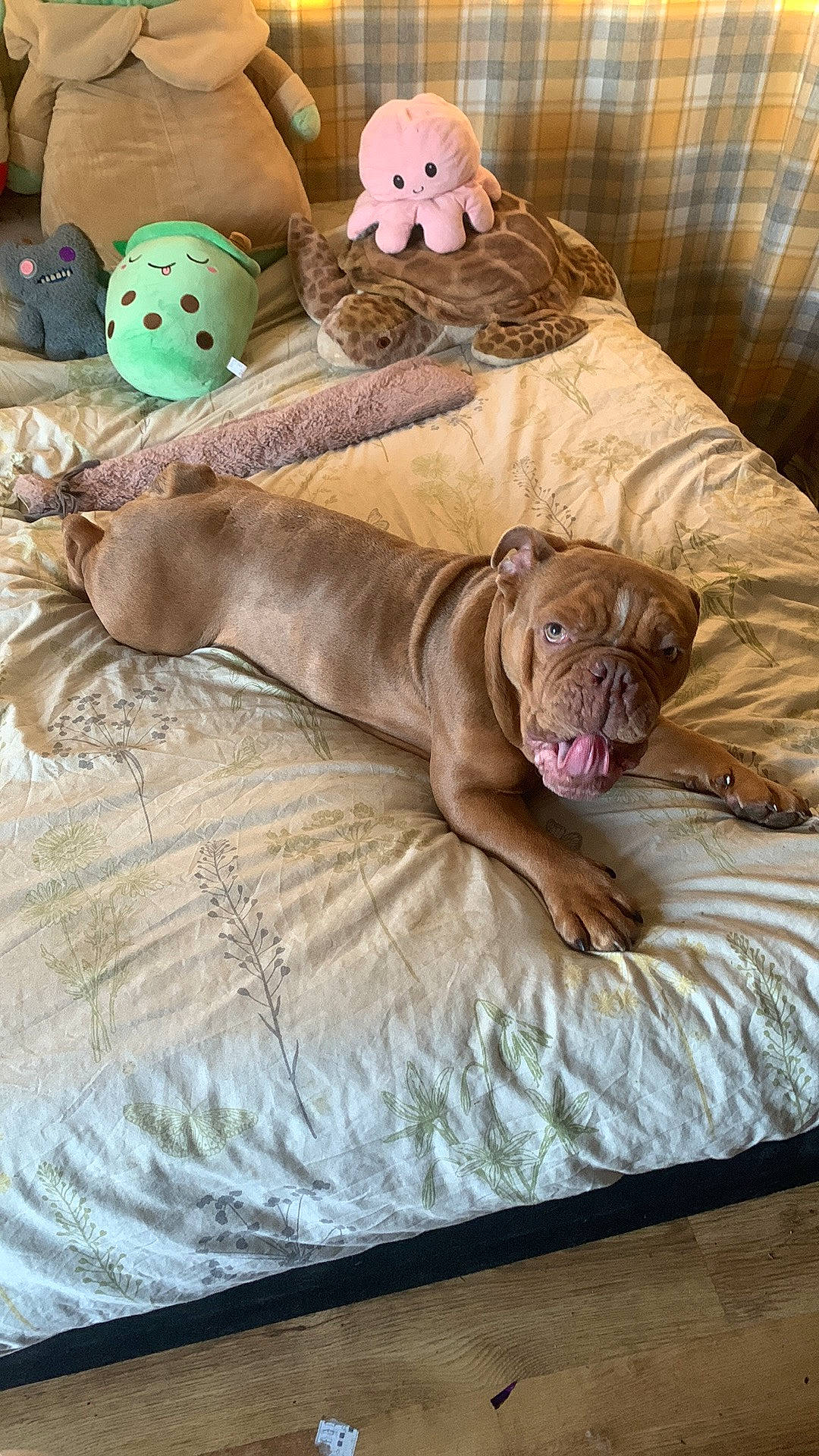 Eddie joined the competition — help win amazing prizes! bedding, carnivore, comfort, companion_dog, dog, dog_breed, dog_supply, fawn, felidae, hardwood, linens, liver, pet_supply, room, terrestrial_animal, textile, toy, whiskers, wood, working_animal