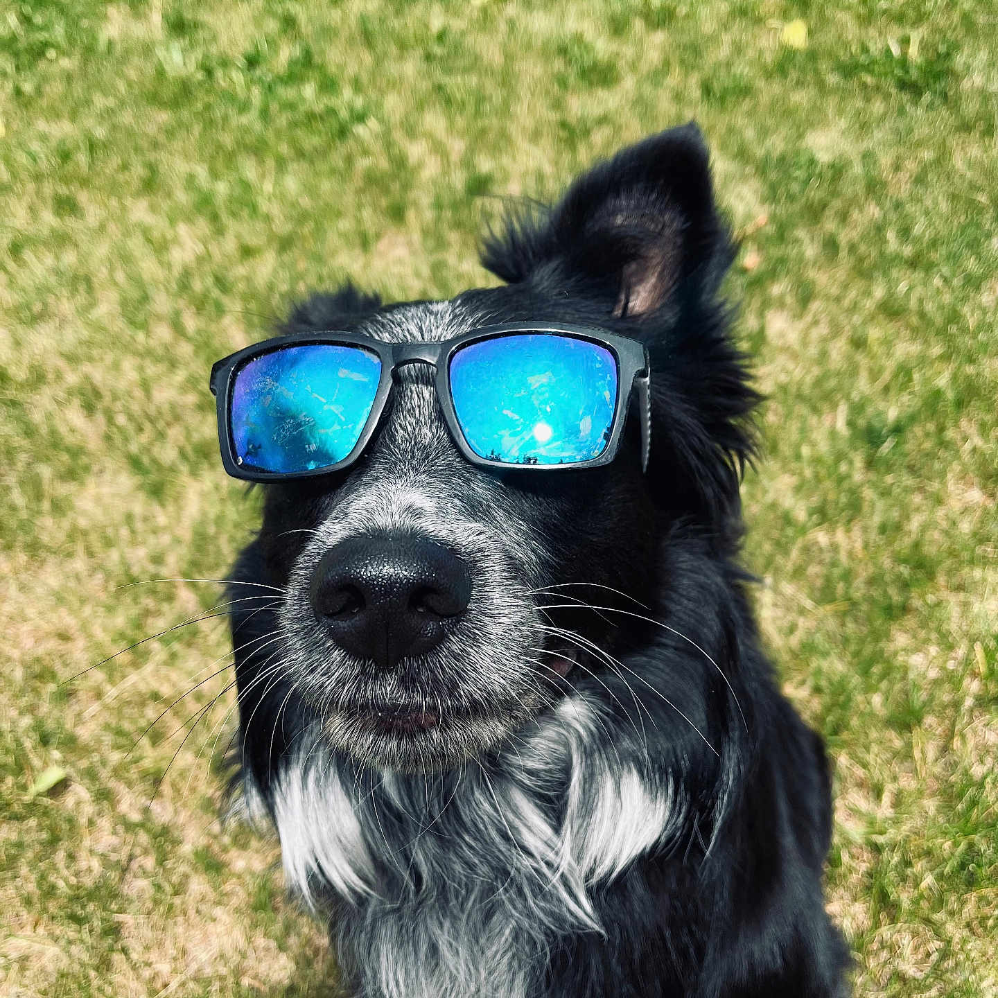 Odoh joined the competition — help win amazing prizes! accessories, animal, canine, dog, face, field, glasses, goggles, grass, head, lawn, nature, outdoors, person, pet, photography, plant, portrait, puppy, sunglasses