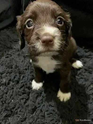 Harper