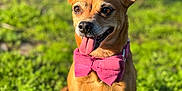 Poupie participe au concours pour gagner de l'argent avec cette photo : animal, bow_tie, canine, close_up, cute, dog, ears_up, friendly, green_grass, happy, natural_light, outdoor, pet, pink_bow_tie, portrait, sitting, small_dog, summer, sunlight, tongue_out
