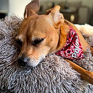 Poupie participe au concours pour gagner de l'argent avec cette photo : bandana, brown_dog, canine, closeup, cozy, dog, ear, fluffy_pillow, fur, home, indoor, nose, pet, quiet, red_bandana, relaxed, resting, shaggy_pillow, sleeping, snout