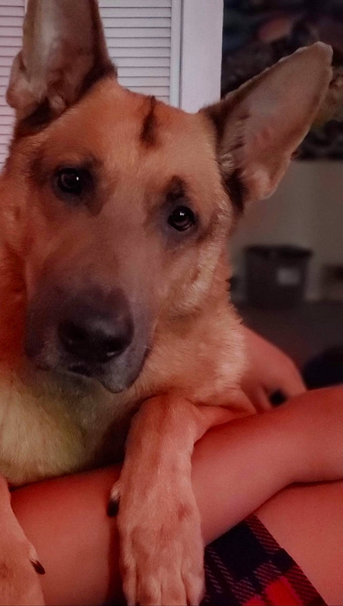 Archer is registered to the contest to win money with this photo: canidae, carnivore, companion_dog, dog, dog_breed, ear, fawn, finger, fur, german_shepherd_dog, gesture, happy, herding_dog, jaw, nail, paw, snout, thumb, whiskers, working_animal