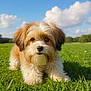 dog, puppy, pet, grass, outdoor, sky, clouds, field, fluffy, brown_and_white, portrait, cute, eyes, nose, fur, sunlight, nature, park, mammal, small_dog