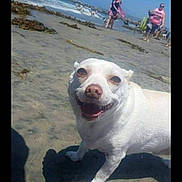Dj joined the competition — help win amazing prizes! dog, beach, sand, seaweed, ocean, smiling, white_dog, sunny, outdoor, people, shoreline, blue_sky, summer, vacation, pet, canine, walking, happy, daytime, coast