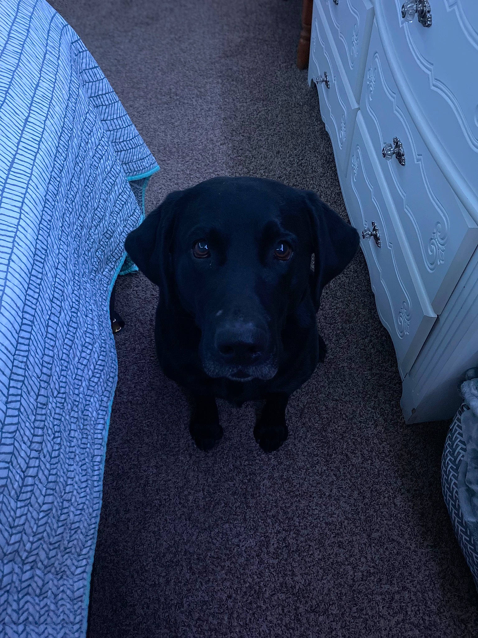 Hoss is registered to the contest to win money with this photo: borador, canidae, carnivore, companion_dog, dog, dog_breed, electric_blue, flooring, grey, gun_dog, liver, sporting_group, working_animal