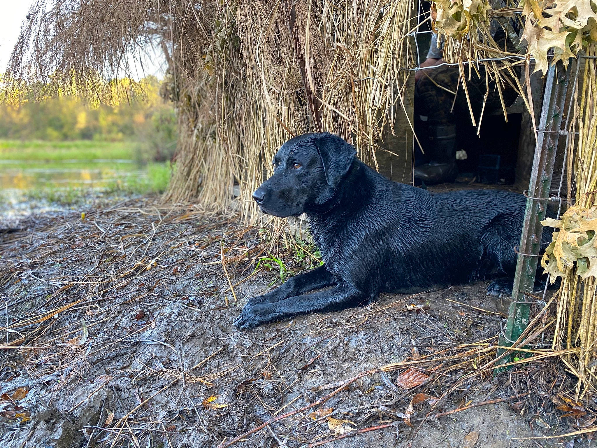 Hoss is registered to the contest to win money with this photo: canidae, carnivore, dog, dog_breed, fur, grass, gun_dog, landscape, natural_landscape, plant, snout, soil, sporting_group, terrestrial_animal, tree, trunk, twig, wildlife, wood, woodland