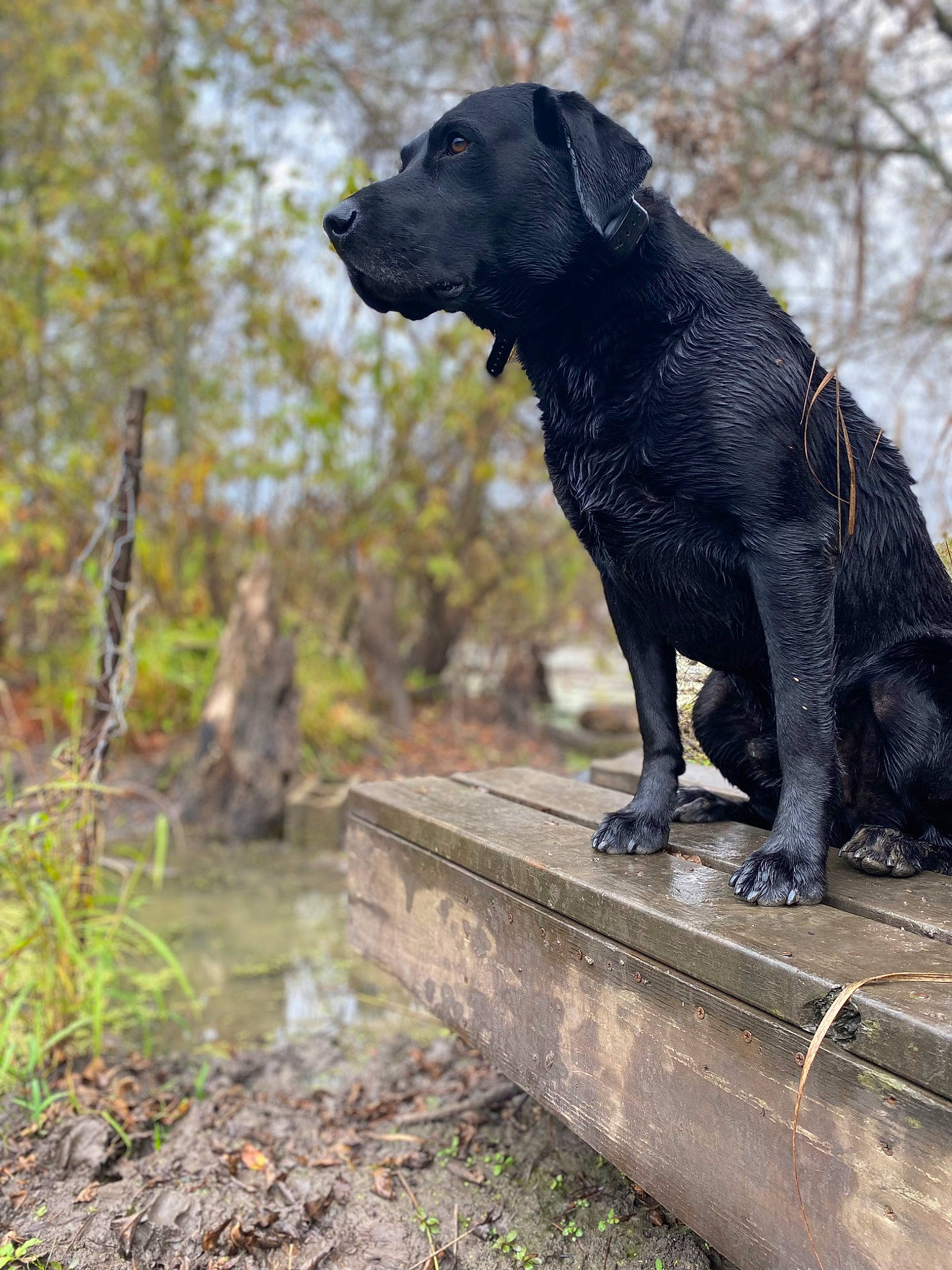 Hoss is registered to the contest to win money with this photo: art, borador, carnivore, companion_dog, dog, dog_breed, dog_collar, grass, guard_dog, gun_dog, labrador_retriever, plant, retriever, sculpture, sporting_group, tail, terrestrial_animal, tree, wood, working_animal