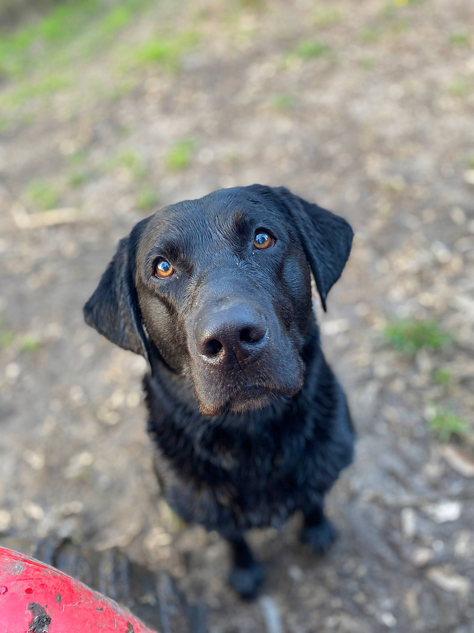 Hoss is registered to the contest to win money with this photo: borador, canidae, carnivore, companion_dog, dog, dog_breed, electric_blue, fur, grass, gun_dog, hunting_dog, labrador_retriever, plant, pointing_breed, puppy, retriever, sporting_group, terrestrial_animal, whiskers, working_animal