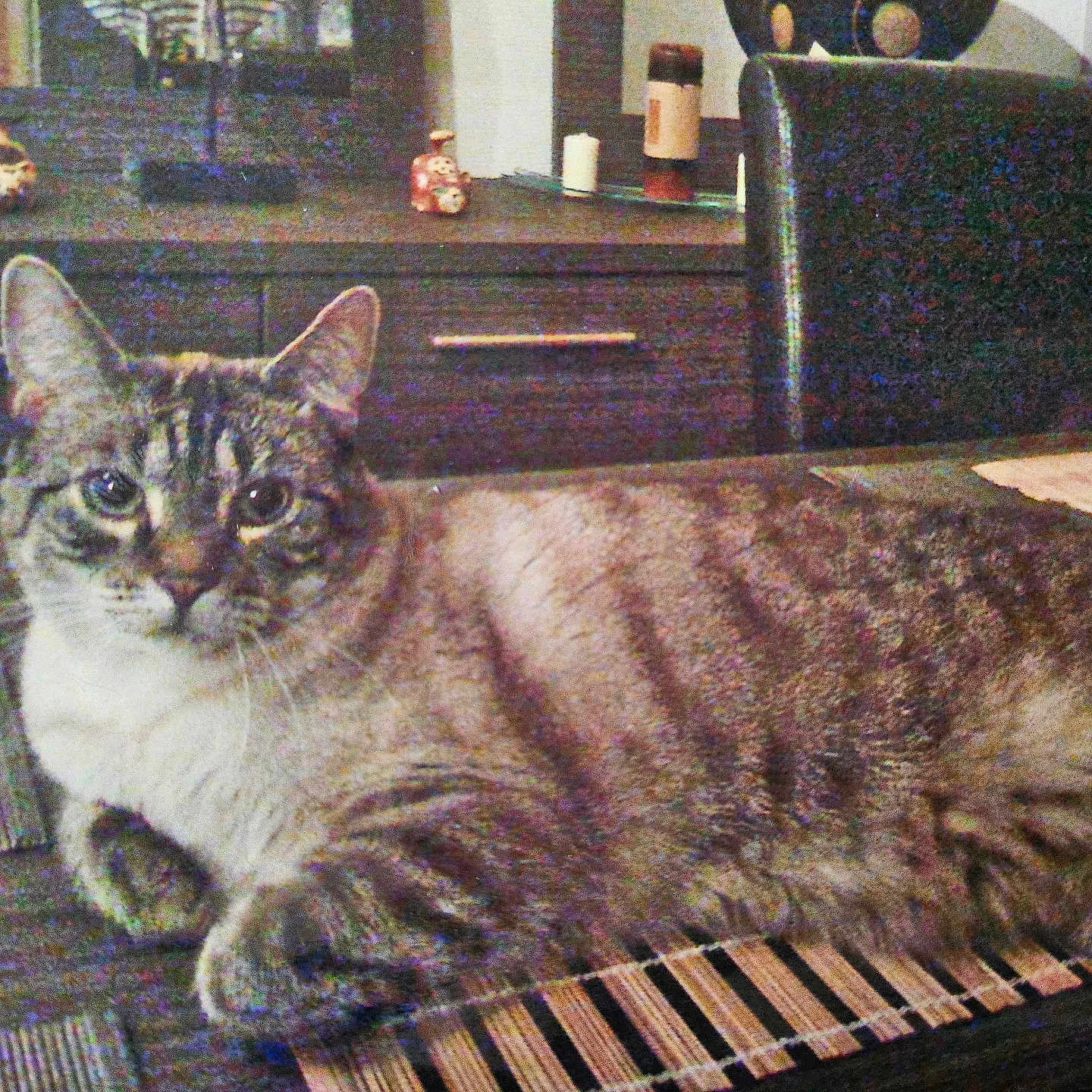 Vanille participe au concours pour gagner de l'argent avec cette photo : animal, cabinet, cat, chair, decor, domestic, ears, eyes, fur, furniture, indoor, looking, mammal, mat, pet, relaxed, striped, tabby, table, whiskers