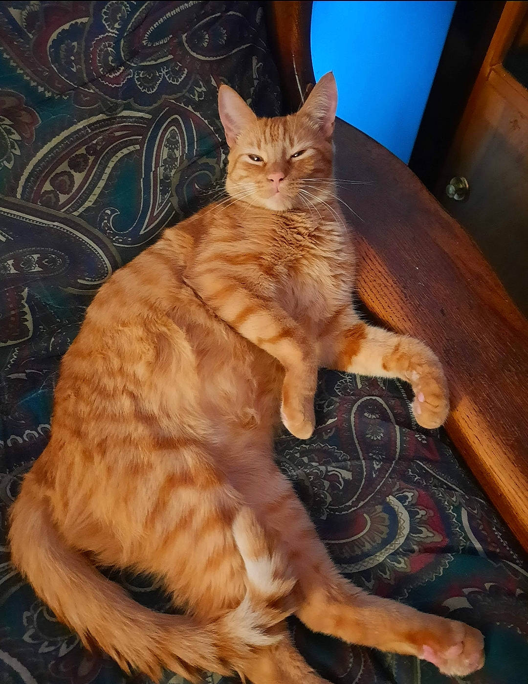 Thomas is registered to the contest to win money with this photo: carnivore, cat, claw, comfort, domestic_short_haired_cat, fawn, felidae, flooring, foot, fur, hardwood, paw, peach, sitting, small_to_medium_sized_cats, snout, tail, terrestrial_animal, whiskers, wood