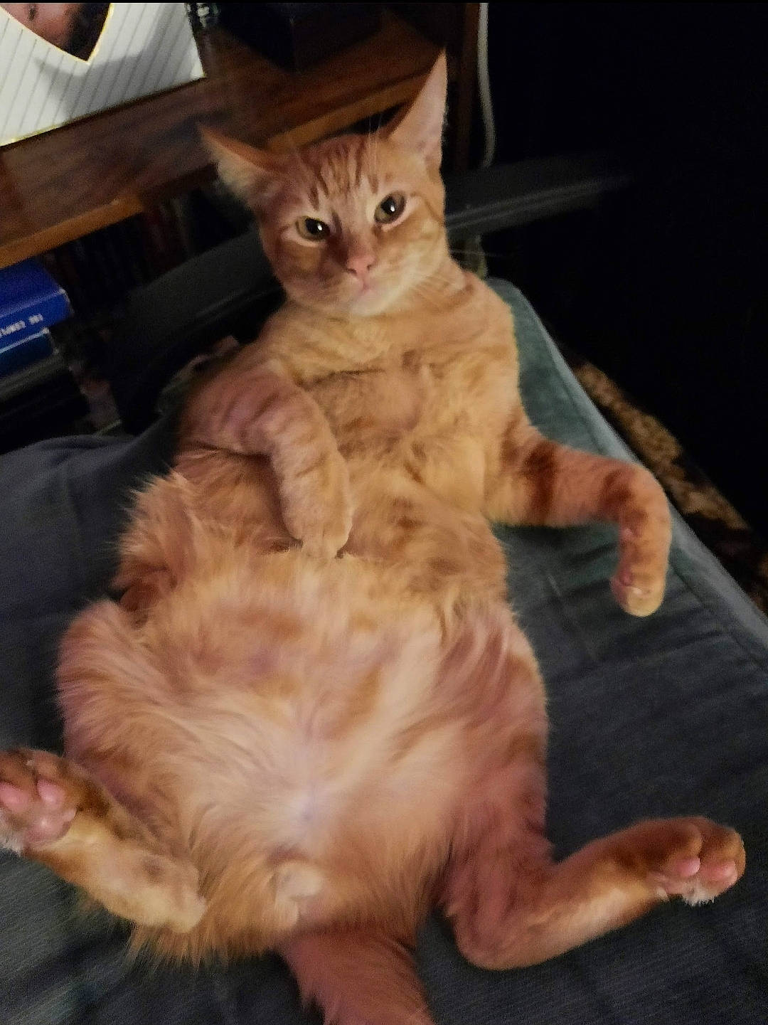 Thomas joined the competition — help win amazing prizes! box, carnivore, cat, claw, comfort, domestic_short_haired_cat, fawn, felidae, foot, fur, hardwood, human_leg, lap, paw, sitting, small_to_medium_sized_cats, snout, tail, whiskers, wood