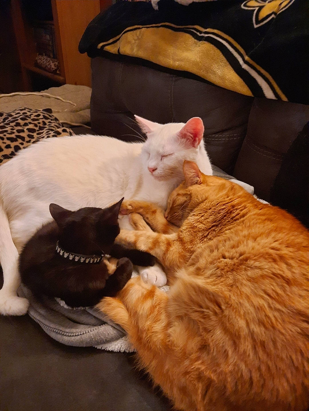 Thomas joined the competition — help win amazing prizes! bed, canidae, carnivore, cat, claw, comfort, domestic_short_haired_cat, fawn, felidae, fur, hardwood, linens, nap, paw, room, small_to_medium_sized_cats, snout, tail, whiskers, wood